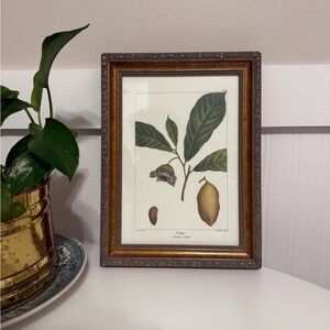 Botanical Print, The Bombay Company. Featuring the papaw tree, in gold frame